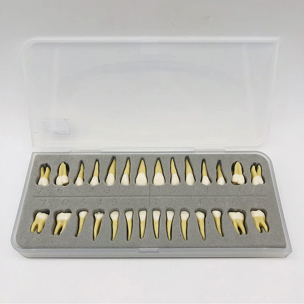 Amazon.co.jp: 歯の模型 歯科用モデル28個のダブルカラー根管付き